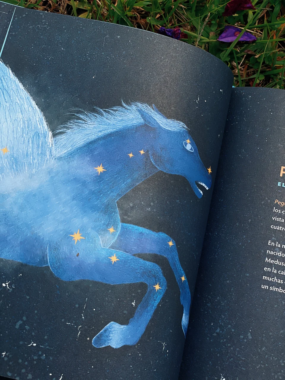 Los Animales del Cielo, artwork 27